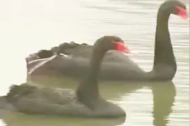 黑天鹅的雌雄鉴别：从形态、行为两方面观察，发情期很好辨别视频封面