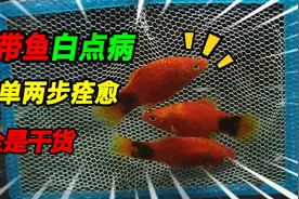 温差变化导致热带鱼得白点病，简单两步预防加治疗，满满的干货视频封面