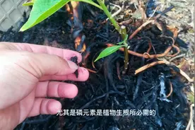 草木灰扦插超简单！掌握3个小妙招，杀菌消炎、加速生根贼简单！视频封面