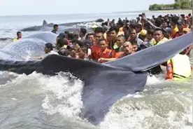 非洲岸边有蓝鲸搁浅，村民纷纷前来分食，场面太壮观！