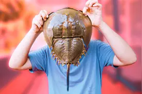 捡了个抱脸虫，嘴里都是虫子，4亿年前的生物吓得赶紧放生视频封面