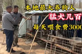 实拍本地最大养狗人，每天喂食3000块，猛犬几百条，占地百亩视频封面