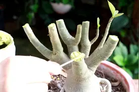 沙漠玫瑰修剪后，枝条枯烂不止？切口涂点它，怎么剪都不怕！