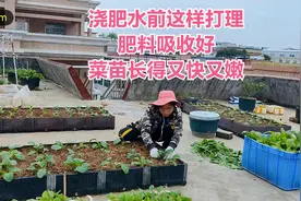楼顶种菜：菜苗浇肥水前这样打理，肥料吸收好，菜苗长得又快又嫩视频封面