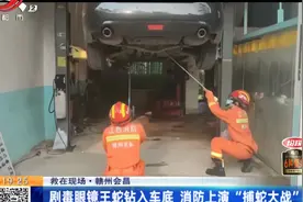 赣州会昌：剧毒眼镜王蛇钻入车底 消防上演“捕蛇大战”视频封面