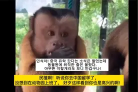 [外国网友评论] 中国动物园里惊现酷似人脸的“国字脸”猴子视频封面