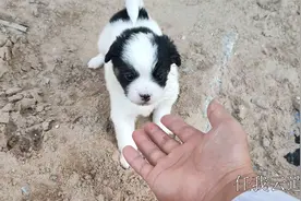 熊猫眼狗崽毛绒绒的相当可爱，但没人愿收养，看来只能当流浪狗了