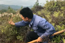 大山发现一株石斑木，挖回家种非常漂亮，有钱人很喜欢拿来做盆景视频封面