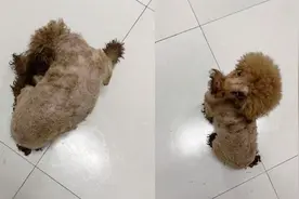 女子发现泰迪狗被家人剃毛气炸，网友起初不解，狗子一回头乐翻