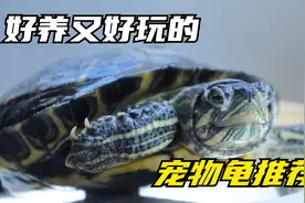 几种好养又好玩的宠物龟推荐，太好玩了哈哈哈！视频封面