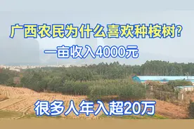 广西农民为什么喜欢种桉树？一亩有4000元收入，很多人年入超20万视频封面