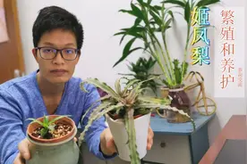 用侧芽繁殖的两盆姬凤梨，养护方法不同，长相差太多，要引以为戒视频封面