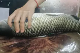 干炸鲤鱼这样做，不断裂，不粘锅，外酥里嫩，红烧，糖醋都可以视频封面