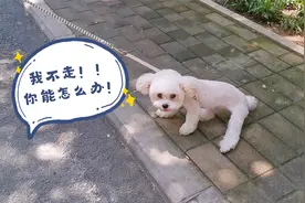 飞耳小比熊在家兴奋活泼好动,出门带上绳子就趴窝,怎么都不走路视频封面