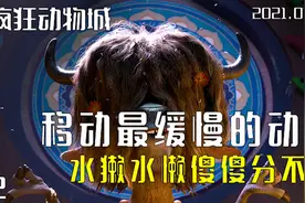 水懒水獭傻傻分不清，到底念什么啊？ #疯狂动物城 # 7月打卡计划视频封面