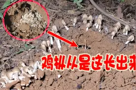 鸡枞夏至菌，原来是从地下洞穴白色物质长的，有见过吗？视频封面