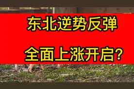 东北逆势反弹，全面上涨开启？春节前猪价预测