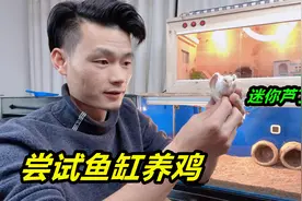 把芦丁鸡养在鱼缸里，让世界上最小的鸡，变成萌萌的宠物