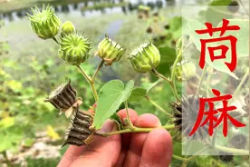 在农村有1种植物“苘麻”，像野草，其实很珍贵，拿它煮水厉害了