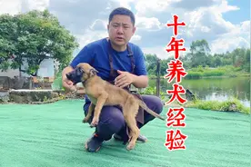 狗睡觉哼唧抽搐，不知道怎么办？看十年训犬师经验之谈视频封面