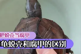 草龟脱壳是什么样子？草龟腐甲和蜕壳的区别，莫把乌龟褪甲当烂甲