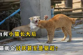 母猫对幼猫疼爱有加，为何小猫长大后，母猫就会讨厌甚至是驱赶？