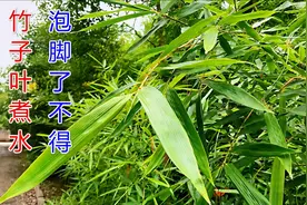 竹子叶“煮水泡脚”了不得，有2大好处！对你有帮助，赶紧看下视频封面