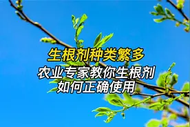 生根剂种类繁多，农业专家教你生根剂如何正确使用！省钱效果又好视频封面