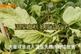 温室番茄白粉虱，这几种方法最有效，能彻底白粉虱杀灭干净视频封面