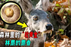 一头林麝能卖2万！20多克麝香能卖8000！为啥养林麝的人却很少？视频封面