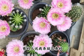 2款丽花球，大花复色品种，养好能四季开花，想赏花必入品种视频封面