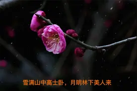被毛主席誉为“明朝最伟大的诗人”,　一首咏梅诗，提高人的审美视频封面