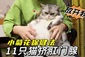 帮11只猫挤肛门腺，“岩浆”迸发一刻险被喷脸，酸爽！视频封面