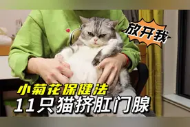 帮11只猫挤肛门腺，“岩浆”迸发一刻险被喷脸，酸爽！视频封面
