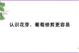 认识花芽，葡萄修剪更容易