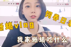 如果养好一只蜥蜴？动物世界也讲究营养食谱视频封面