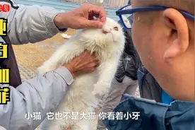 纯白加菲种公要价3000元，2000元成功拿下，你们说是捡便宜了吗？视频封面