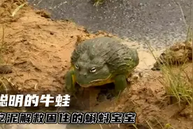 为了拯救成百上千只蝌蚪，牛蛙爸爸竟用腿挖沟渠，最后会怎么样？视频封面