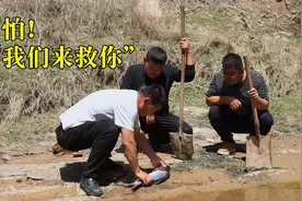三兄弟在河边发现一条奄奄一息的鱼，用这样的办法“抢救”！视频封面