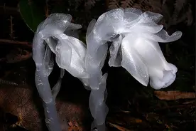 近期云南发现近危级珍稀植物水晶兰，传说水晶兰有神奇的灵异力量视频封面