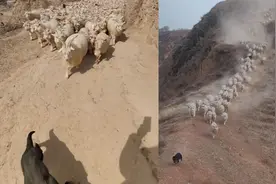 牧羊犬带羊群下山，竟走出了千军万马的气势，主人：它才2个月大视频封面