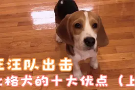 比格犬的十大优点（上）