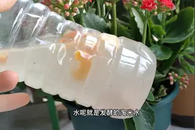 长寿花喜欢喝这种“水”，经常喝一点，叶子多又绿，花开满枝头视频封面