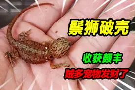 20颗鬃狮蜥蜴蛋大部分破壳而出，小家伙出壳就咬人，这次赚大发了视频封面