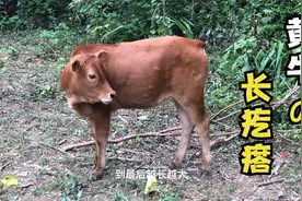一个传染俩！牛群突发疾病，全身长满疙瘩，这是什么病？视频封面