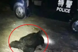 四川黑熊咬人被击毙！几家属寻人越过警戒线，一组长追赶时被咬死视频封面