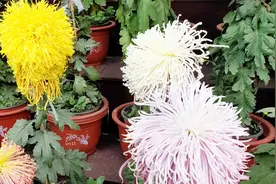 济南趵突泉菊花展快结束了，里面菊花开的更旺了，不进去看看可惜