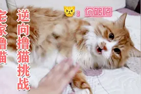 宅家撸猫，逆着撸猫会怎么样？猫：顺我者兴，逆我者亡视频封面