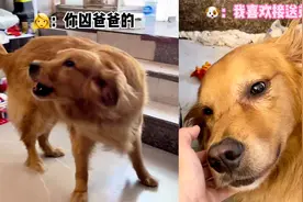 没让狗送儿子去上学，狗子大发脾气后偷偷流泪，饭都不吃等他回来视频封面