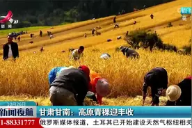 甘肃甘南：高原青稞迎丰收视频封面